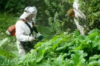 Борщевик рекомендуют признать карантинным растением