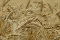 Стремоусов: Украинские силовики поджигают поля с пшеницей рядом с Херсонской областью