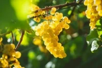 Утром виноградники, вечером — отели