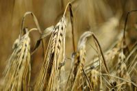 Посольство РФ в США: Россию хотят вытеснить из торговли продовольствием