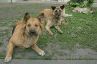 Регионы смогут вводить запрет на самовыгул животных