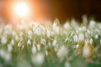 В России готовят новый перечень растений для занесения в Красную книгу