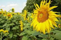 Для инвесторов на Кубани установили льготную ставку арендной платы за землю в размере одного рубля