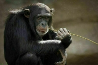 В Румынии выявили еще два случая оспы обезьян