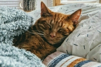 Врач объяснила, почему не стоит убирать постель с утра