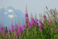 Президент направит Минсельхозу предложения по поддержке производства иван-чая