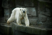 В Красноярском крае спасли белого медведя с застрявшей в пасти банкой