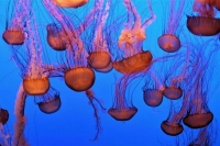 Как лечить ожог, полученный после укуса медузы