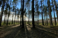 Границы Хоперского заповедника в Воронежской области расширили