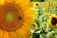 В Туркменистане увеличили производство подсолнечного масла