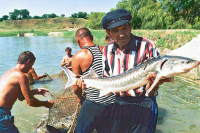 Сколько придется заплатить за незаконный вылов осетра и белуги
