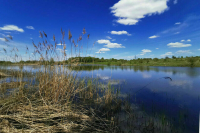 Воронежская прокуратура проверяет реку Дон на наличие холерного вибриона