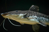 Браконьеров накажут строже за незаконный вылов краснокнижной рыбы