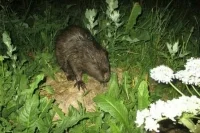 Бобр в законе