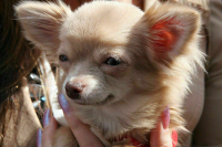 Калужская прокуратура контролирует дело о нападении пенсионерки на чихуахуа