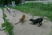 Более 125 тысяч раз животные покусали и поцарапали людей с начала года в России