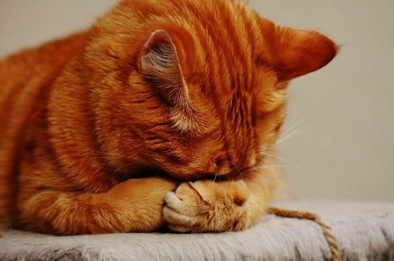 Водитель спас котенка на МКАД