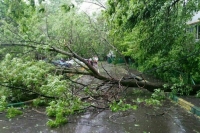 В Петербурге устраняют последствия урагана
