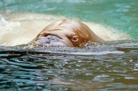 В Приморском океанариуме нашли множество нарушений условий содержания животных