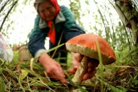 За грибами — с компасом и свистком