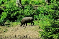 За ложные сведения об охотничьих ресурсах предложили ввести штрафы до 80 тысяч рублей