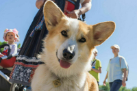 Правил выгула собак напишут регионы