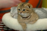 В зоомагазинах запретят продавать собак и кошек