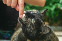 Чем опасны укусы домашних животных