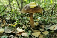 В МЧС рассказали, сколько человек заблудилось в лесах Подмосковья с 2022 года