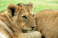 Изъятых диких животных хотят разрешить отдавать в частные зоопарки