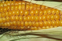 Сухогрузы с 92 тыс. тонн украинской кукурузы прибыли в порт Турции