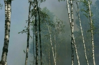 Рослесхоз заявил, что в Рязанской области скрывали реальные масштабы пожаров