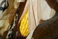 Судно Navistar с украинской сельхозпродукцией прибыло в пункт назначения 