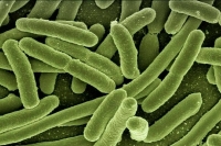 В нижегородском детском лагере обнаружили кишечную палочку