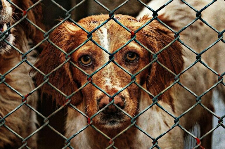 Гигель разъяснила, почему в регионах недостаточно приютов для бездомных животных