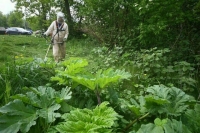 Демин предложил новые подходы к переработке борщевика