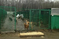 В Госдуме предложили уточнить правила мониторинга бездомных собак