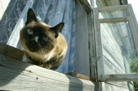 СМИ: Кабмин не поддержал законопроект Минсельхоза о маркировке питомцев