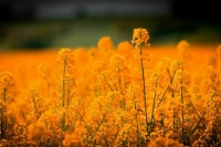 Власти продлили запрет на вывоз семян рапса