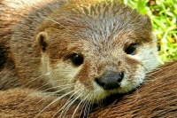 Изъятых диких животных разрешили передавать в частные зоопарки