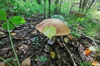 В России предложили официально праздновать День грибника