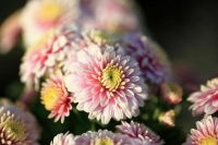 Ученые со всей России поздравят Никитский ботанический сад с 210-летием