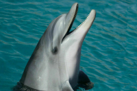 Законопроект о запрете вылова китов в культурно-просветительских целях направят в кабмин