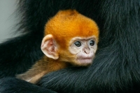 Животных в зоопарке Великобритании могут усыпить из-за счетов за электричество