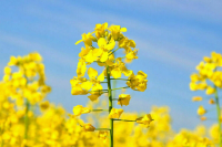 В России продлили запрет на экспорт семян рапса до марта 2023 года
