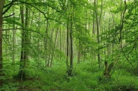 На Брянщине мальчик двое суток блуждал по лесу из-за утерянного телефона