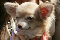 Специалист посоветовала тщательно готовиться к покупке породистого животного