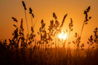 Изъятие заросших сорняком сельхозземель собираются ускорить