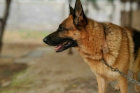 Владелец покусавшей подмосковную школьницу овчарки заявил, что собака была на поводке