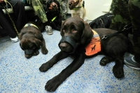 Ограничения на выгул собак-поводырей предлагают снять